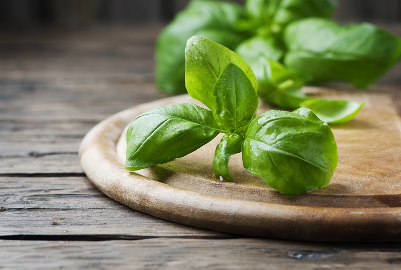 Fresh green basil on the wooden table