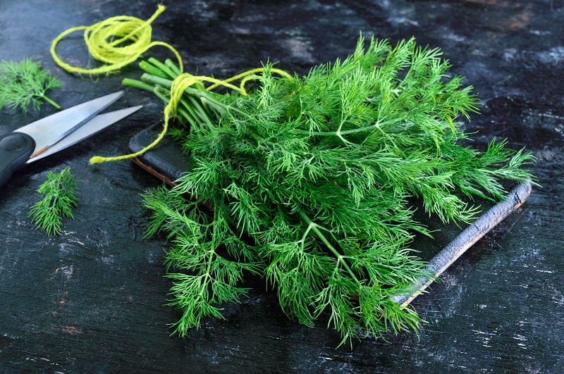 A bunch of fresh organic dill on a black vintage rustic background, tied with green twine and kitchen scissors. Fresh cut herbs